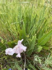Oenothera acaulis