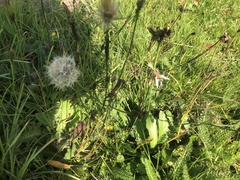 Hypochaeris radicata