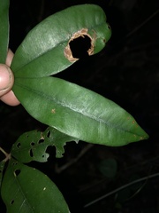 Heritiera trifoliolata