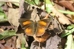 Curetis acuta paracuta