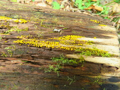 Calycina citrina
