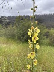 Verbascum virgatum