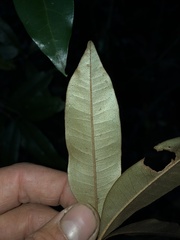 Heritiera trifoliolata