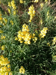 Linaria vulgaris