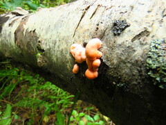 Lycogala epidendrum