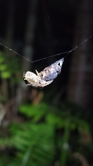 Socca pustulosa