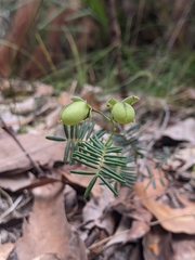 Gompholobium pinnatum