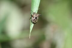 Alcimocoris japonensis