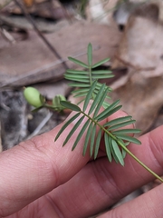 Gompholobium pinnatum