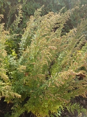 Artemisia vulgaris