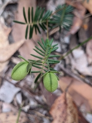 Gompholobium pinnatum