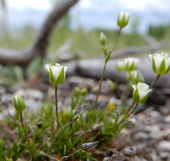 Sabulina dawsonensis