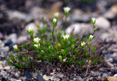 Sabulina dawsonensis