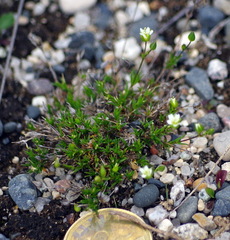 Sabulina dawsonensis