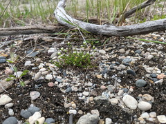 Sabulina dawsonensis