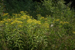 Senecio sarracenicus