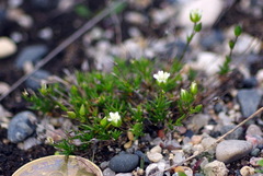 Sabulina dawsonensis