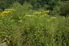 Senecio sarracenicus