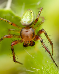 Araniella cucurbitina