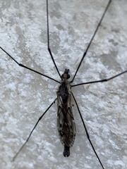 Tipula metacomet