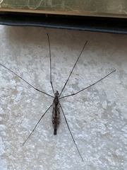 Tipula metacomet