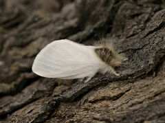 Trichiocercus sparshalli