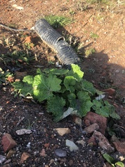 Brassica oleracea