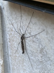 Tipula metacomet