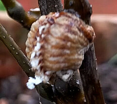 Pseudovates chlorophaea