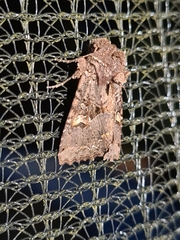 Neumichtis mesophaea