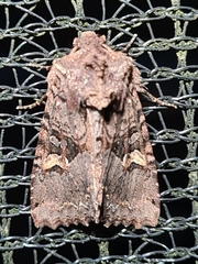 Neumichtis mesophaea