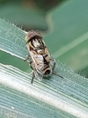 Eristalinus sepulchralis