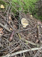Amanita junquillea