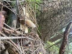 Amanita junquillea