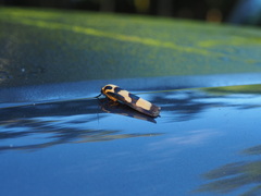 Chrysaeglia magnifica