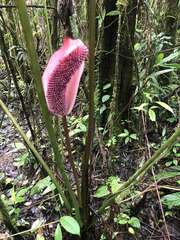 Anthurium formosum image