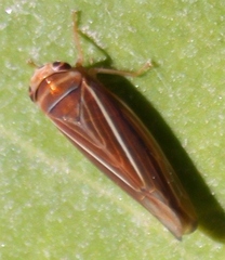 Idiodonus kennicotti