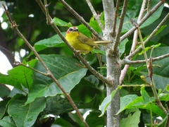 Basileuterus delattrii