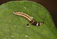 Helcystogramma triannulella