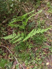 Pteridium latiusculum japonicum