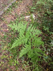 Pteridium latiusculum japonicum