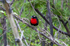 Leistes superciliaris