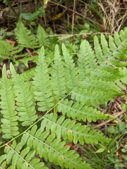 Pteridium latiusculum japonicum