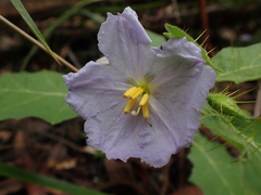 Solanum ditrichum