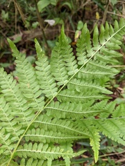 Pteridium latiusculum japonicum