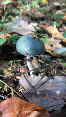 Stropharia aeruginosa