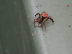 Maratus pavonis