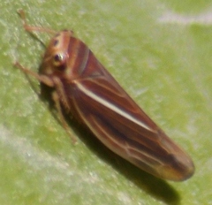 Idiodonus kennicotti