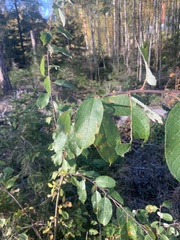 Salix caprea