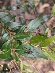 Polyrhachis brisbanensis